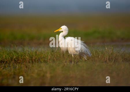 Intermediate egret bird in its habitat Stock Photo