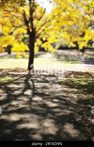 Yellow leaves in the park and promenade Stock Photo