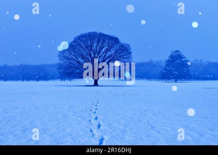 Footprints on top of snow and a large tree Stock Photo