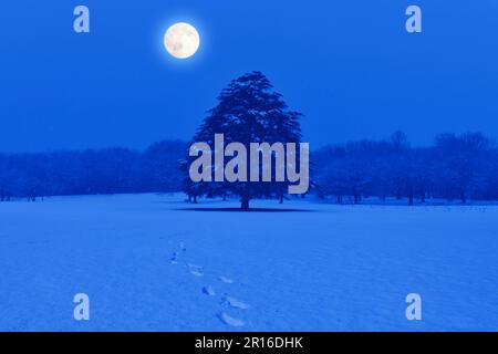 Footprints on top of snow and a full moon night Stock Photo