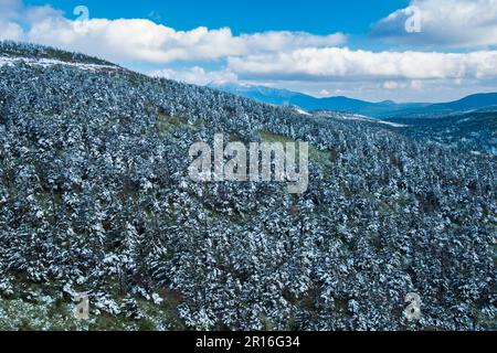 Hachimantai forest rime Stock Photo