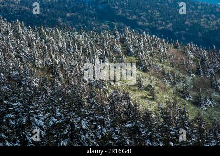 Hachimantai forest rime Stock Photo