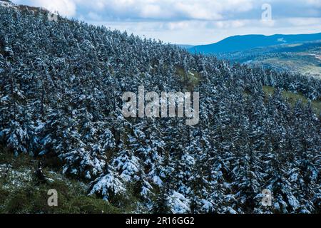 Hachimantai forest rime Stock Photo