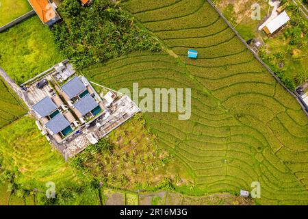 Aerial view of rice terraces in Canggu, Bali, Indonesia Stock Photo