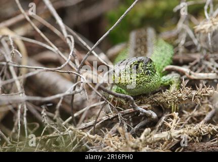 A rare male Sand Lizard, Lacerta agilis, resting in the undergrowth in springtime. Stock Photo