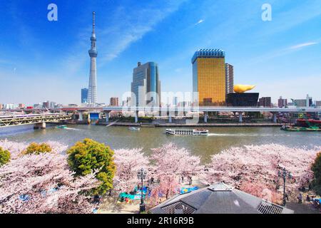 Cherry Blossom Petals in Sumida Park, Tokyo Skytree, Sumida River, Ship and Limited Express Spacia Train Stock Photo