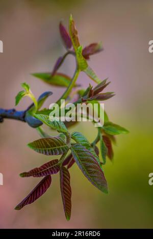 bloom in spring fresh young walnut leaves Green inflorescence flower  pollen twig  catkins close up nature outdoors male Blossom nature  background nu Stock Photo