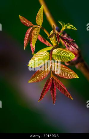 bloom in spring fresh young walnut leaves Green inflorescence flower  pollen twig  catkins close up nature outdoors male Blossom nature  background nu Stock Photo