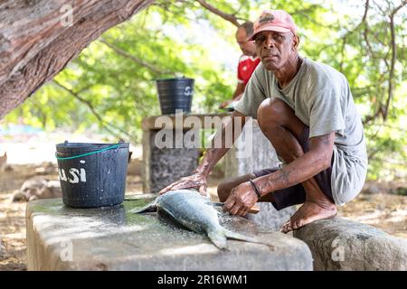 Local fisherman cleaning a fish in a shadow of a tree in a small fishing village of tarrafal de monte trigo on Santo antao island, Cabo verde Stock Photo