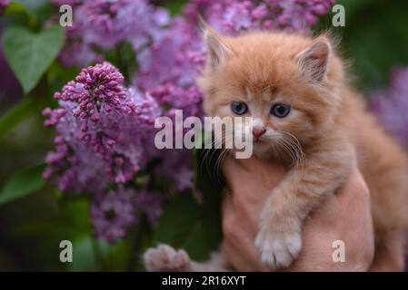 Ginger red kitten cat sits in arms next to the shrub with lilac flowers smelling   cute funny domestic pet Stock Photo