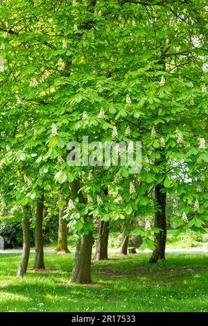 A Horse Chestnut tree, (Aesculus hippocastanum), in springtime, covered in spikes of white flowers Stock Photo