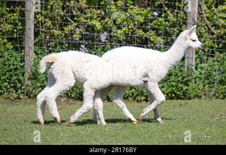 Baby alpacas running in a field, selective focus Stock Photo
