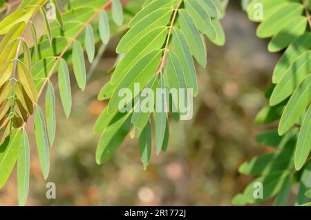 Senna siamea, mezali or Caesalpinioideae or DETARIOIDEAE  or Cassod tree or  Thai copper pod or Siamese cassia or Irwin and Barneby plant Stock Photo