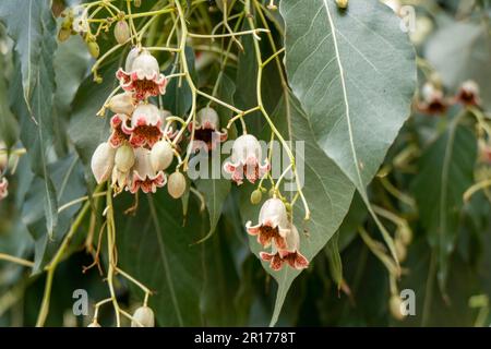 Delicate brachychiton populneus or bottle tree or Kurrajong bell shaped flowers close up. Selective focus Stock Photo