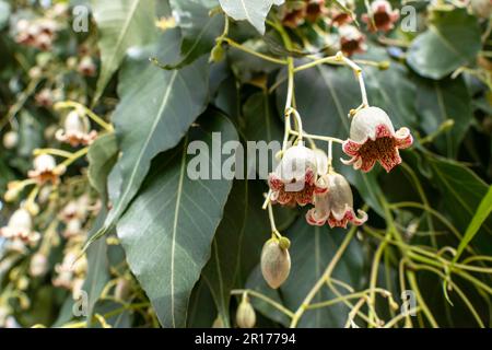Delicate brachychiton populneus or bottle tree or Kurrajong bell shaped flowers close up. Selective focus Stock Photo