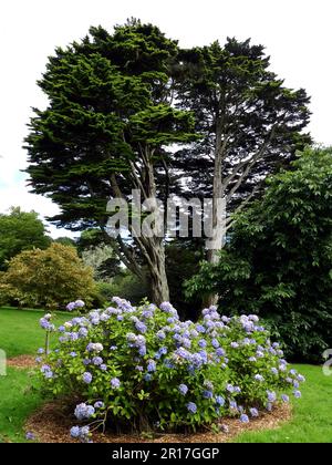 England, Cornwall, Trelissick Gardens (National Trust):  hydrangeas in full flower. Stock Photo
