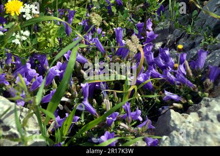 Greece, Island of Rhodes, Lindos:  Large Rhodian Bellflower (Campanula hagielia). Stock Photo