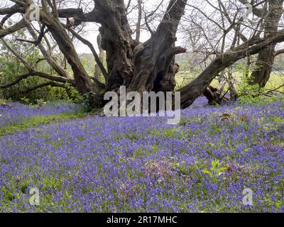 Bluebells and an ancient Small Leaved Lime, Tilia cordata in the grounds of Blickling Hall near Aylesham, norfolk, UK. Stock Photo