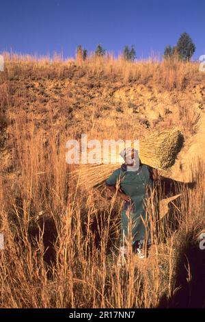 Colorful Native Zulu Woman Working in a Wheat Filed near Grahamstown in South Africa Stock Photo