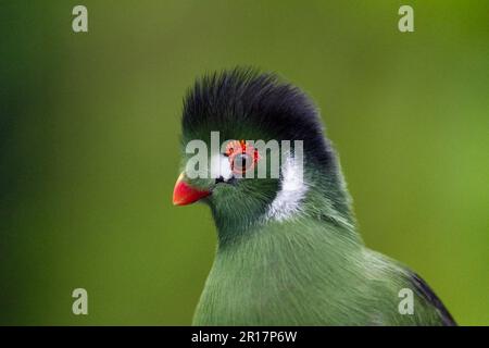 Green turaco, Jurong Bird Park, Singapore Stock Photo