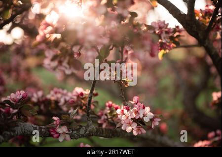 Beautiful Spring Flowering Pink Crab Apple Tree Blossoms & Buds in Sun Stock Photo