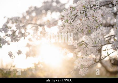 White Flowering Cherry Apple Blossoms Tree Branches in Sunlight Stock Photo