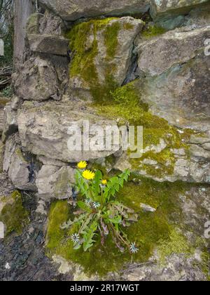 Determination:  close up of colourful wildflower Dandylion growing out of a moss encrusted stone wall in spring. Stock Photo