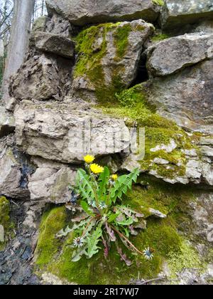 Determination:  close up of colourful wildflower Dandylion growing out of a moss encrusted stone wall in spring. Stock Photo