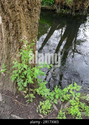 Natural intimate landscape demonstrating the colours, patterns and textures in the found environment Stock Photo