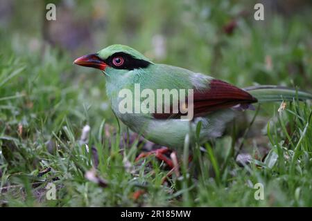 Bornean green magpie (Cissa jefferyi) in Sabah, Borneo, Malaysia Stock Photo