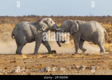 2 Elephant bulls fight in the savanna. Two animals push each other, side view of elephants, tusks and heads. Etosha National Park, Namibia, Africa Stock Photo