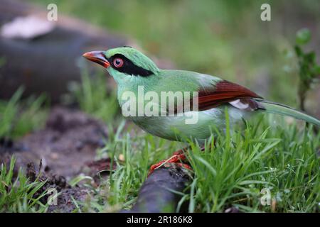 Bornean green magpie (Cissa jefferyi) in Sabah, Borneo, Malaysia Stock Photo