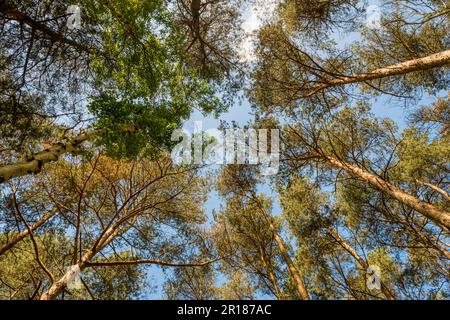 View looking up to blue sky through tops of pine and silver birch trees. Stock Photo