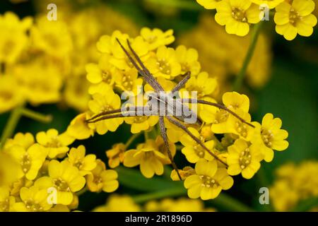 Nursery web spider (Pisaura mirabilis) on small yellow flowers of alyssum Stock Photo