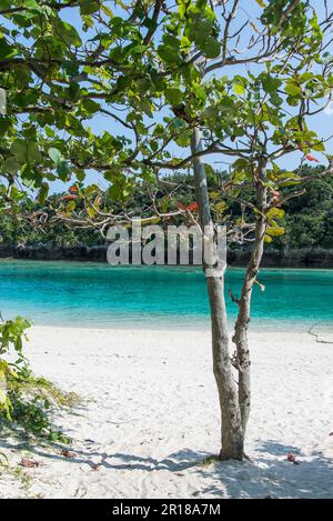 Kabira Bay seen through trees on sand beach Stock Photo