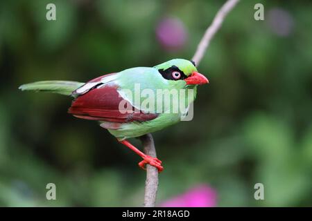 Bornean green magpie (Cissa jefferyi) in Sabah, Borneo, Malaysia Stock Photo