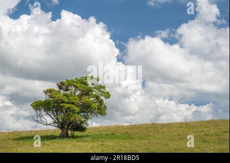 Overlooking a gorgeous landscape  from roadside lookouts on fertile farmlands around Malanda in the Atherton Tablelands in Queensland, Australia. Stock Photo