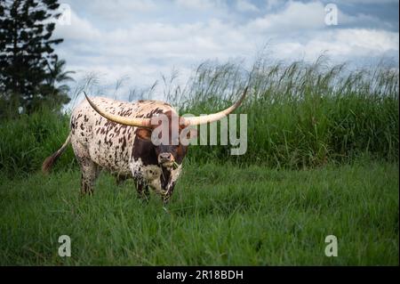 Texas Longhorn cattle standing in a vibrant green, long grassed paddock on the Atherton Tablelands in Far North Queensland in Australia. Stock Photo