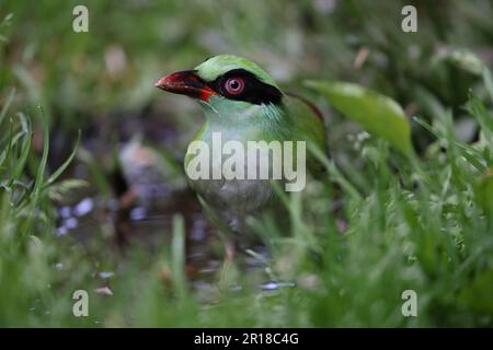 Bornean green magpie (Cissa jefferyi) in Sabah, Borneo, Malaysia Stock Photo