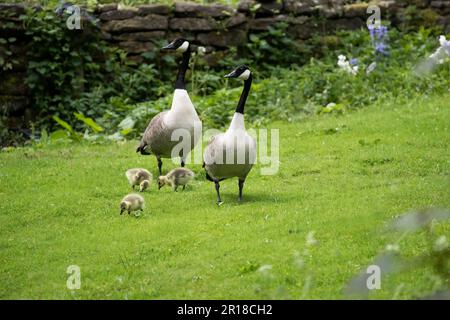 A pair of Canada Geese Branta canadensis with three goslings stray into a residential garden near the Magdale dam in Honley, West Yorkshire Stock Photo