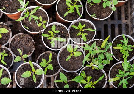 Close up tomato plant seedlings in pots Stock Photo