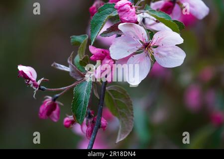 Blooming apple tree flowers. Branch of blooming red apple tree Stock Photo