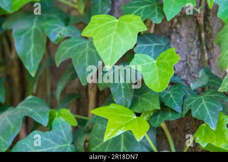 Green ivy leaves background. Close up of fresh ivy leaves on the tree Stock Photo