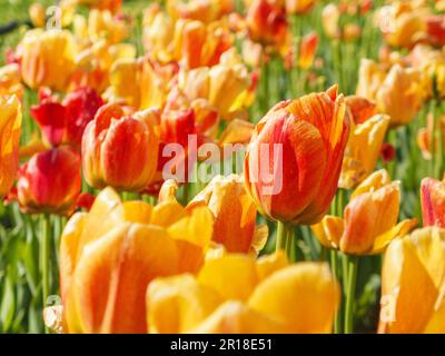 darwin hybrids tulips beauty of apeldoorn Stock Photo