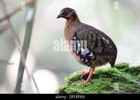 Chestnut-necklaced Partridge or Sabah Partridge (Tropicoperdix graydoni) in Sabah, North Borneo Stock Photo