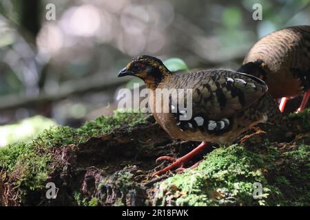 Chestnut-necklaced Partridge or Sabah Partridge (Tropicoperdix graydoni) in Sabah, North Borneo Stock Photo