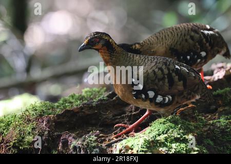 Chestnut-necklaced Partridge or Sabah Partridge (Tropicoperdix graydoni) in Sabah, North Borneo Stock Photo