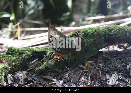 Chestnut-necklaced Partridge or Sabah Partridge (Tropicoperdix graydoni) in Sabah, North Borneo Stock Photo