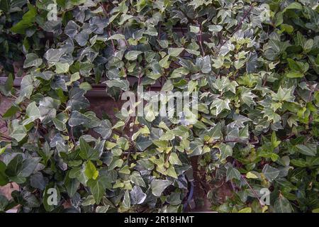 Green wall of a creeping plant ivy Stock Photo