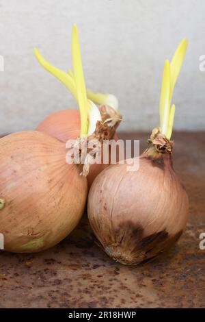 Close up of three onions that have developed sprouts in a home pantry. The still life has been done on a rustic mteal table with copy space Stock Photo